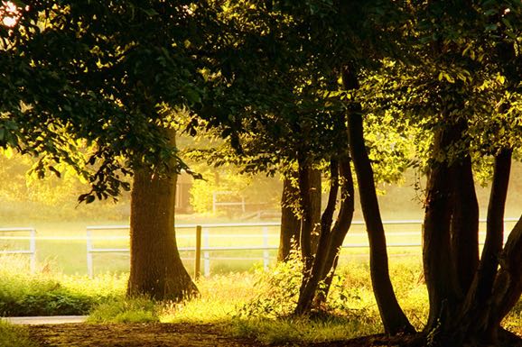 Arborist Insurance